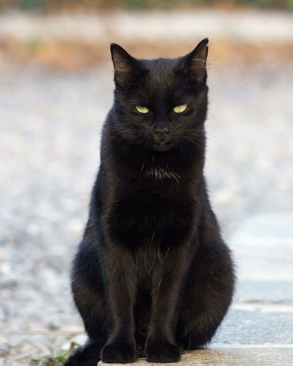 Чёрный кот